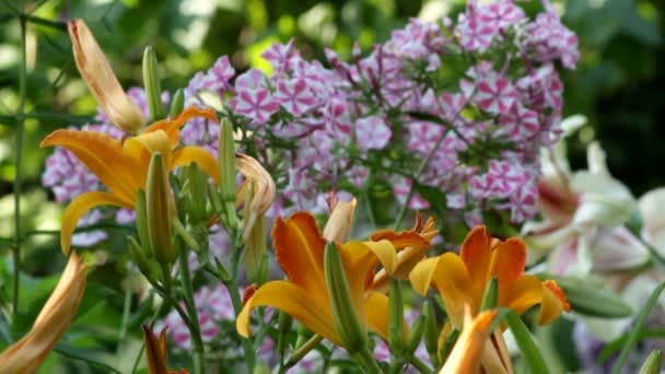 Daylily Frans Hals Una Aiuola Sullo Sfondo Phlox Mishenka Lily — Video Stock