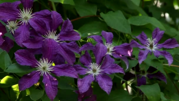 Flores Color Azul Púrpura Del Presidente Clematis Viñas Clematis Con — Vídeo de stock