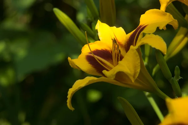 Parlak sarı yapraklı ve tuğla kırmızısı desenli Bonanza çiçekleri. Aşağıdan ve yandan bakıldığında, erkek organlar ve erkek organlar görünür. Hemerocallis melezi Bonanza