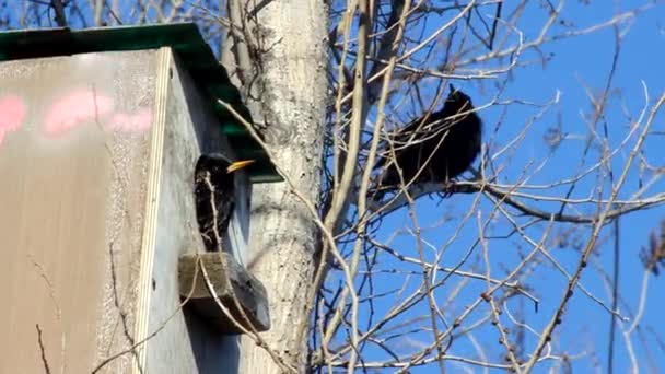 Ένα Ζευγάρι Ψαρόνια Ένα Ξύλινο Σπιτάκι Πουλιών Στερεωμένο Στον Κορμό — Αρχείο Βίντεο