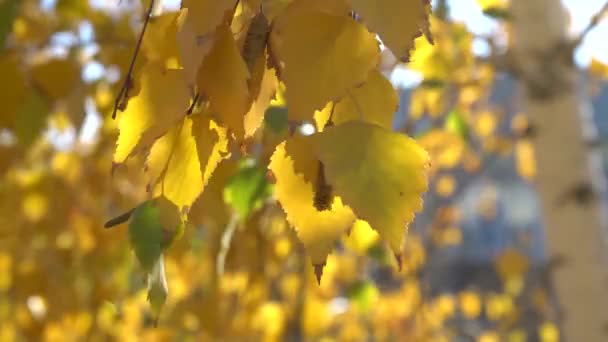 Die Strahlen Der Herbstsonne Scheinen Durch Die Gelben Birkenblätter — Stockvideo