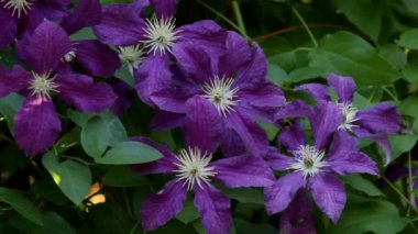 Clematis Başkanı menekşe mavisi yıldız şeklindeki çiçeklerle çardakta.