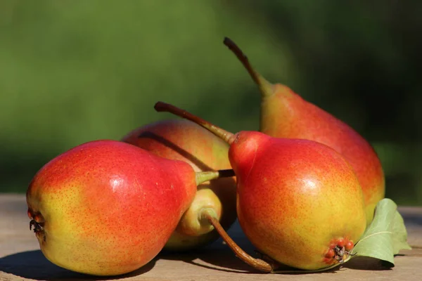 Güzel armutlar, erken olgunlaşan, bulanık yeşil bir arka planda. Rossoshanskaya armutları çok güzeldir..