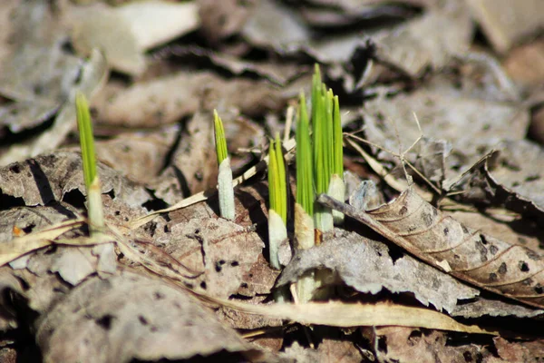 Ok şeklindeki fidelerde toplanan dar yapraklar bahar toprağını kaplayan yaprak çöplerinin arasından geçtiler..
