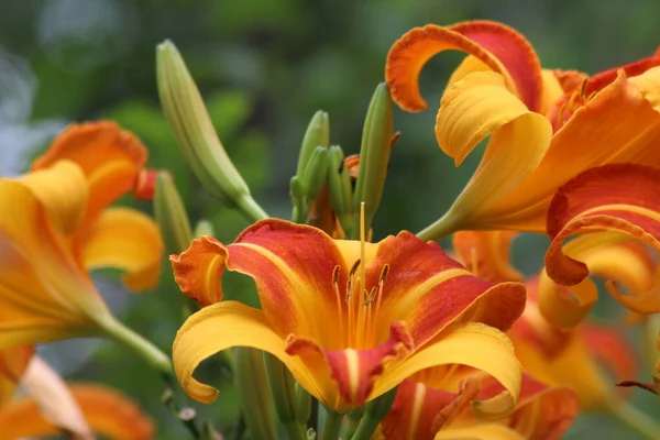 Frans Hals 'ın sarı-turuncu çiçekleri. Frans Hals 'ın çiçeklerinde durgunlaşır ve pistil olur