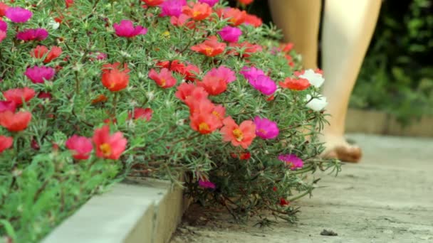 Rabatka Kvetoucím Purpurovým Květem Podél Zahradní Pěšiny Portulaca Grandiflora — Stock video