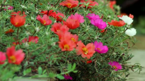 Rabatka Med Blommande Portlak Och Kvinnors Bara Fötter Går Längs — Stockvideo