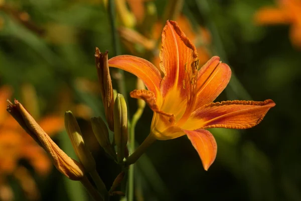 Hemerocallis fulva 'nın şişkinliği panikliyor. İnfloresans aynı anda hem açılmamış tomurcuklar, hem açan çiçekler hem de solmuş çiçekler içerir..