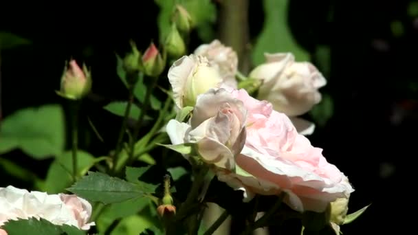 Kanada Rose Morden Blushed Perbungaan Mawar Warna Merah Muda Pucat — Stok Video