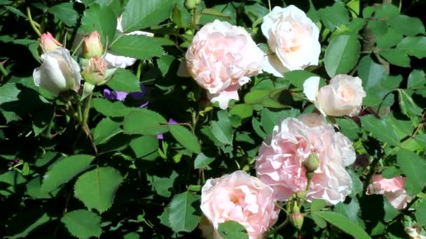 Blomstrende Busk Den Canadiske Rose Morden Blush Med Blege Lyserøde – Stock-video