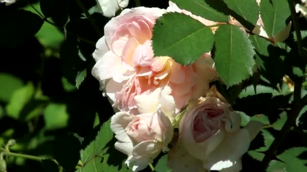 Bloeiwijze Van Canadese Roos Morden Blush Met Lichtroze Bloemen Zwaaiend — Stockvideo