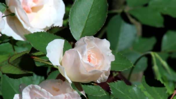 Bogaty Różowy Pączek Kanadyjskiej Róży Morden Rumień Matowe Ciemnozielone Liście — Wideo stockowe