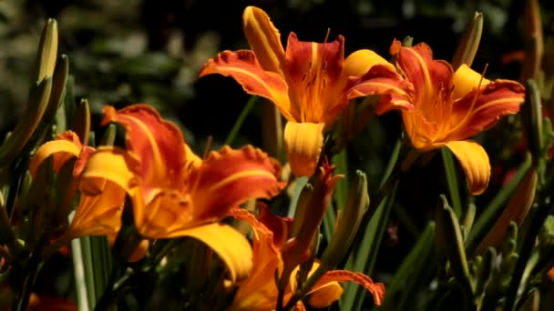 Ljusa Tvåfärgade Blommor Daglilja Frans Hals Mörk Bakgrund — Stockvideo