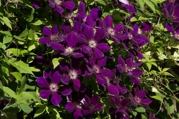 Bahçedeki yeşil yaprakların arka planında mor-mavi yıldız şeklinde çiçeklerle Clematis Başkan 'ı. Clematis, Başkan.