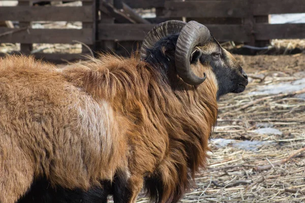 Büyük boynuzlu ve kahverengi yeleli bir Kamerun koçu..