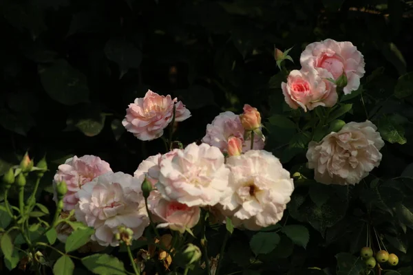 Halvány Rózsaszín Vastag Maszkos Virágok Kanadai Rózsa Morden Blash Stock Fotó