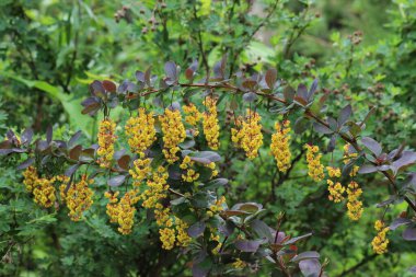 Böğürtlenlerin altın çiçekleri mor yapraklı kavisli bir dalda asılı çalılıklarda toplanır..