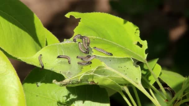Ulat Kupu Kupu Pada Daun Pir Serangga Adalah Hama Pohon — Stok Video