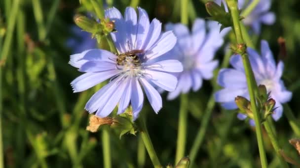 Μπλε Λουλούδι Του Κοινού Κιχωρίου Cichorium Intybus Και Μέλισσα Andrena — Αρχείο Βίντεο