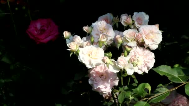 Bohaté růžové poupě kanadské růže Morden červeň a matné tmavě zelené listí.