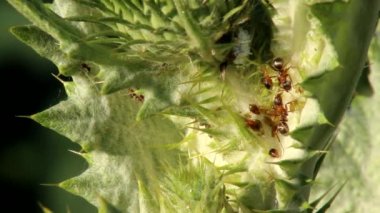 Devedikeni yapraklarının ekseninde bulunan yağlı ve sütlü yaprak bitlerine karşı formika cinerea (Carduus sp.)
