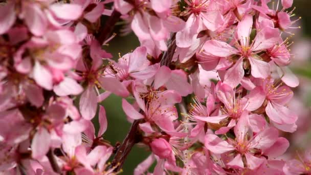 草原アーモンドの鮮やかなピンクの花プルヌス テネラ アリはドワーフアーモンドの花の間の枝に沿って這う — ストック動画