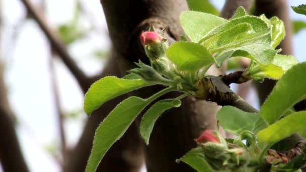 Una Rama Fruta Manzano Con Inflorescencias Etapa Capullo Rosa — Vídeo de stock