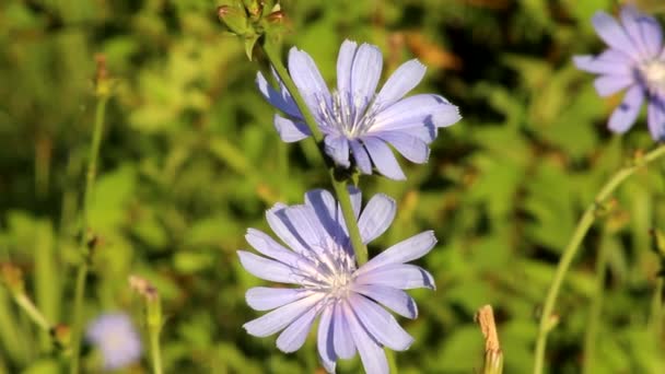 Άνθη Της Γλώσσας Του Απλού Κιχωρίου Cichorium Intybus Είναι Μπλε — Αρχείο Βίντεο