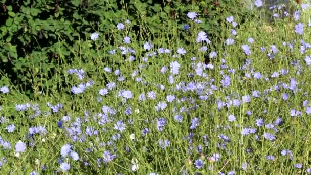 Prado Con Flores Salvajes Azules Flores Azules Achicoria Común Cichorium — Vídeos de Stock
