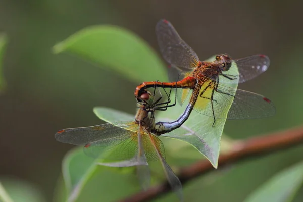 Closed Figure Resembling Heart Mating Games Dragonflies Sympetrum Flaveolum — Stock Photo, Image