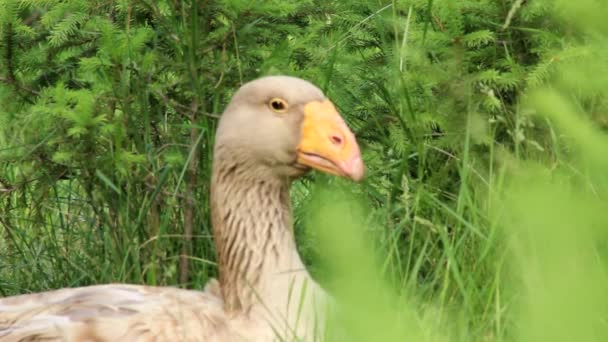 Steep Nosed Tula Fighting Goose Looks Out Grass Steep Nosed — Stock Video