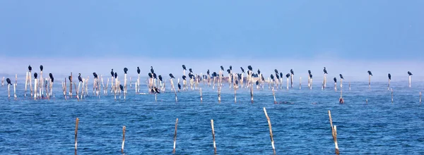 Cormorants Resting Poles Lake Garda Italy — Stock Photo, Image