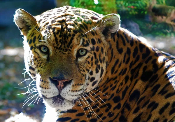 Acercamiento Del Macho Jaguar Mirándote Cautivo — Foto de Stock