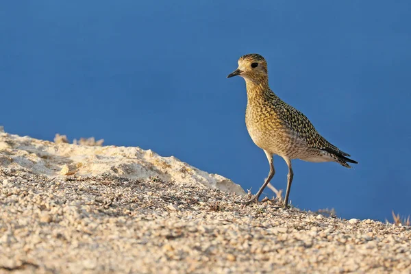 Primer Plano Del Chorlito Oro Europeo — Foto de Stock