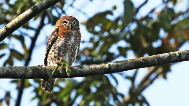 Bir kertenkeleyle Küba pigme baykuşu