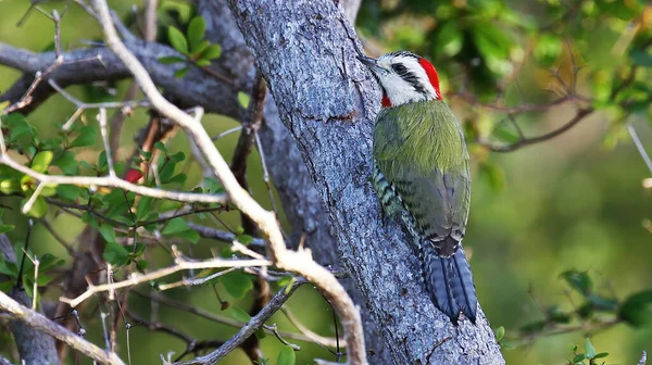 Pájaro Carpintero Verde Cubano Ave Endémica Cuba — Foto de Stock