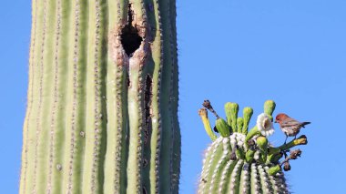 Arizona 'da büyük bir Saguaro' da ev ispinozu.