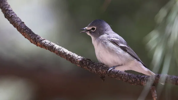 Plumbeous Vireo Ένα Κλαδί Αριζόνα — Φωτογραφία Αρχείου