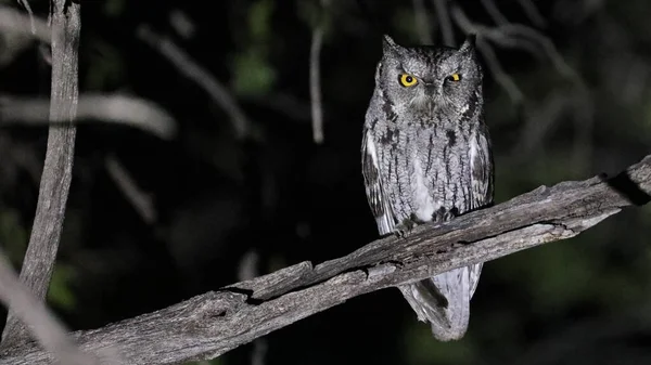 Búho Chillón Occidental Por Noche Arizona — Foto de Stock