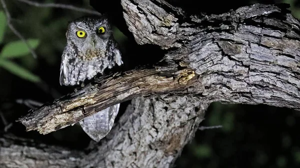 Whiskered Screech Owl Por Noche Arizona —  Fotos de Stock