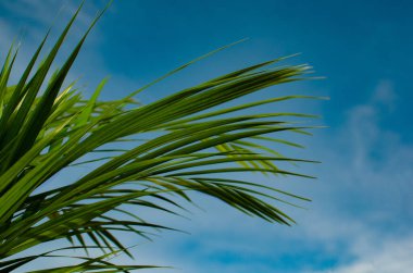 Mavi arka planda yeşil palmiye yaprakları. Palmiye pazarı kutlaması için çizim.