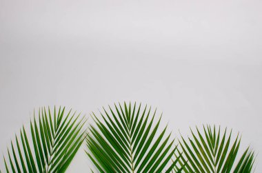 Yazı ve illüstrasyonların yerleştirilmesi için düz beyaz arkaplan üzerinde bir yığın palmiye yaprağı