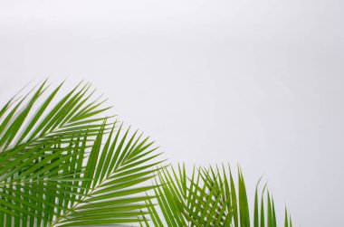 Yazı ve illüstrasyonların yerleştirilmesi için düz beyaz arkaplan üzerinde bir yığın palmiye yaprağı