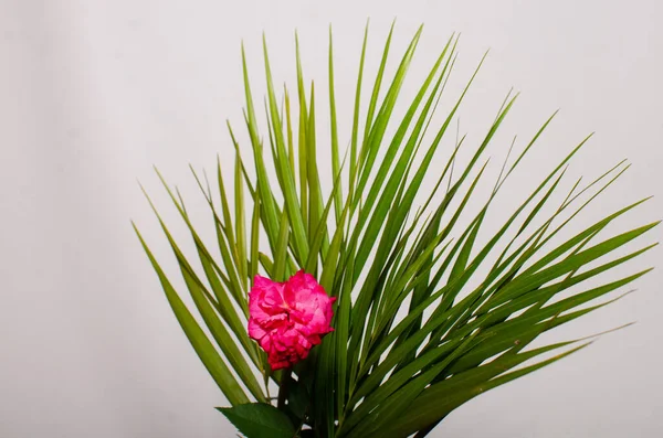 Palmblätter Mit Einer Roten Rose Palmsonntagsillustration Palmblätter Auf Weißem Hintergrund — Stockfoto