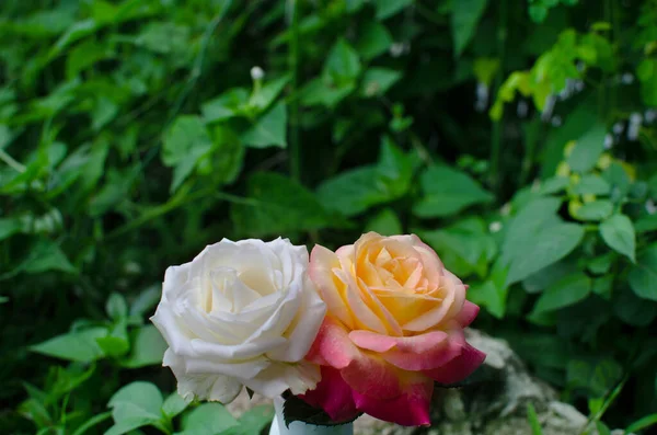 Biała Róża Czerwona Żółta Róża Zielonym Tle Liści — Zdjęcie stockowe