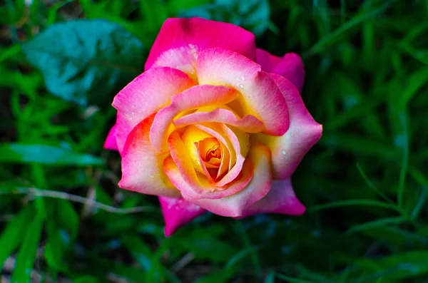 Çimen arka planında kırmızı ve beyaz güllerin fotoğrafı
