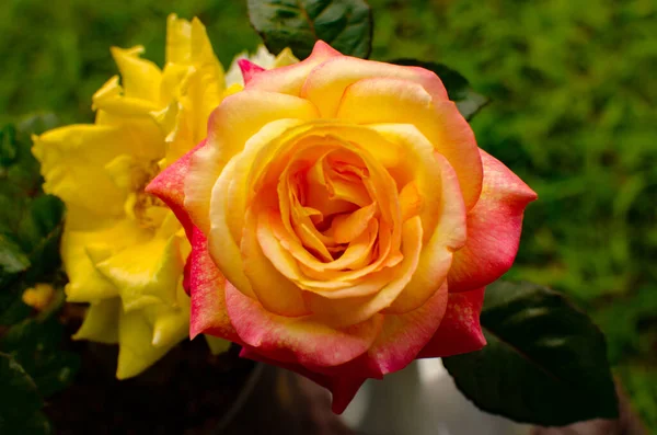 Close Photo Yellow Red Roses Very Beautiful Roses Top View — Stockfoto