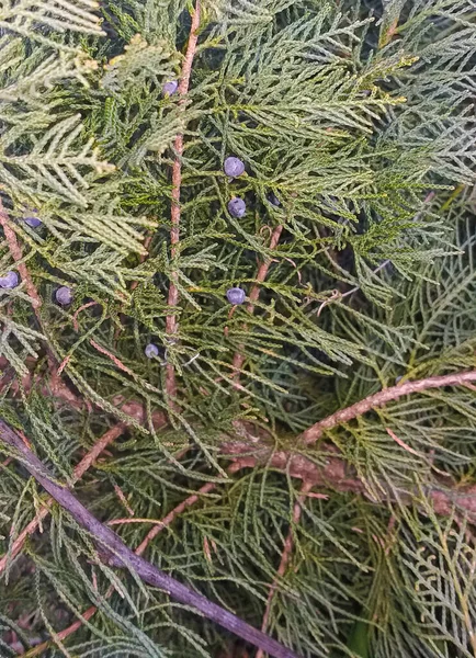 Ein Zweig Wacholder Mit Blauen Beeren — Stockfoto