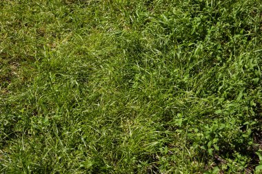 Yaz arkaplanı: yemyeşil çimenler. en üstteki görünüm