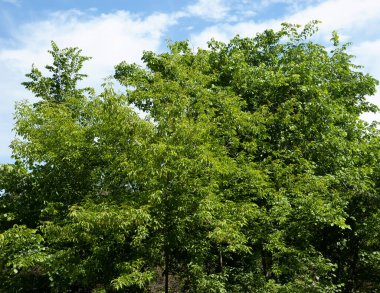 yaz arkaplanı: yemyeşil yapraklı ağaçlar mavi gökyüzüne karşı